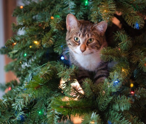 Choosing the Perfect Artificial Christmas Tree
